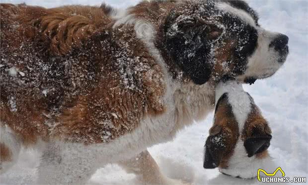 温顺的大家伙，雪崩救援犬