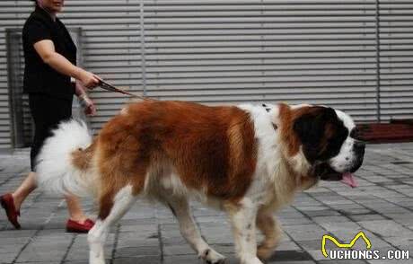 温顺的大家伙，雪崩救援犬