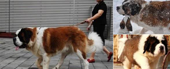 温顺的大家伙，雪崩救援犬