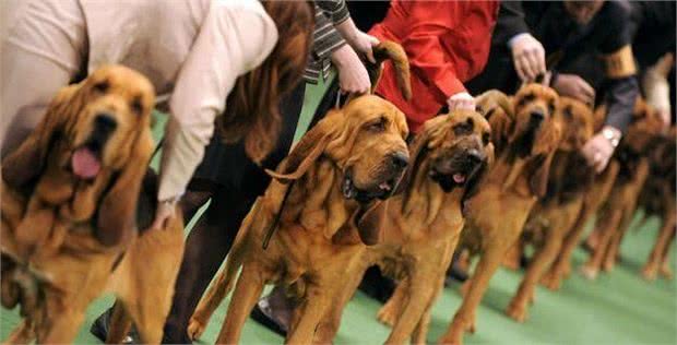 寻血猎犬吃什么犬粮好换犬粮要注意过渡