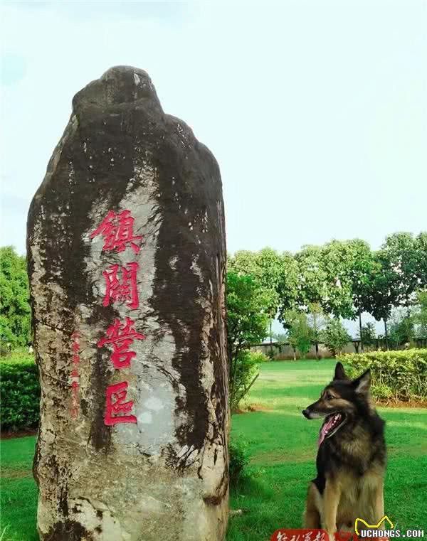 军犬“阿宝”：虽退役，但永不失军犬实质