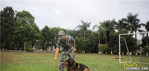 军犬“阿宝”：虽退役，但永不失军犬实质