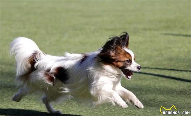 蝴蝶犬与博美犬，一样是玩具犬，为什么养前者的人数却很少？