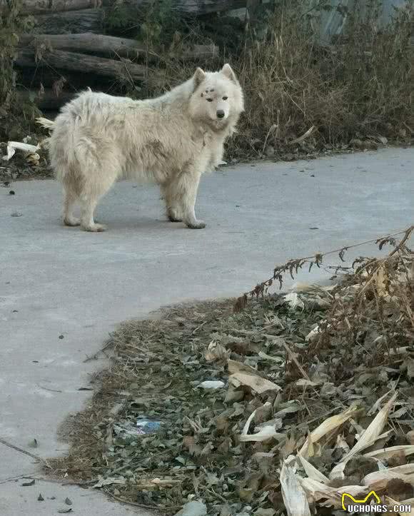 这9种狗，一旦成为流浪狗，可能会要了它的命