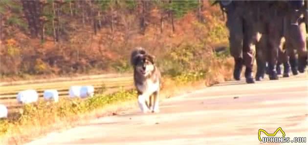 执意入伍的流浪狗，默默随着军人训练，最后还成了真正的军犬