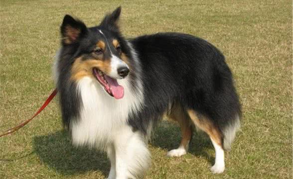执意入伍的流浪狗，默默随着军人训练，最后还成了真正的军犬