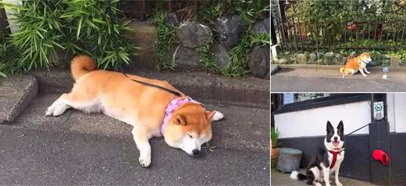 年老柴犬爱在路边晒太阳，主人为满足爱犬愿望，在门口设置停狗位