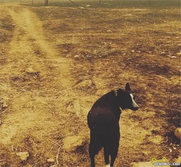 澳洲大火侵犯牧场，牧羊犬沉着冷静指挥羊群，好让主人专心灭火