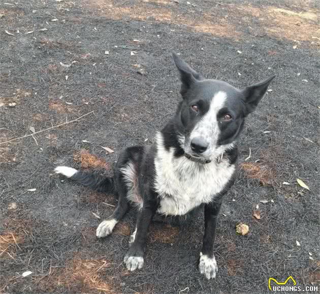 澳洲大火侵犯牧场，牧羊犬沉着冷静指挥羊群，好让主人专心灭火