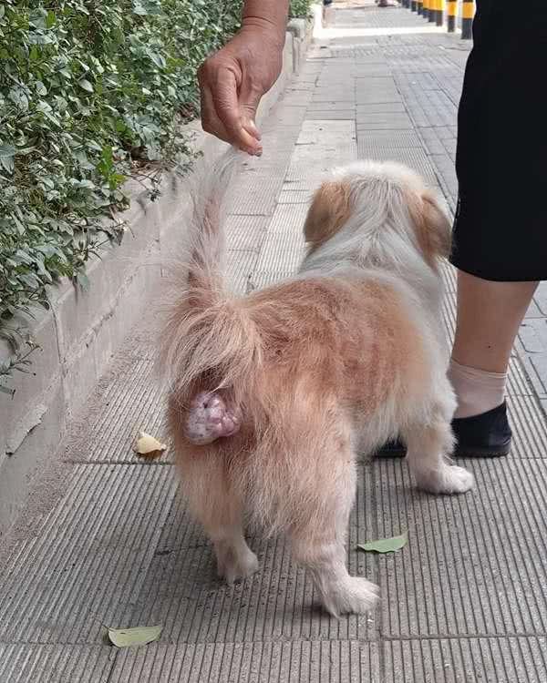 这条狗狗尾巴处长了大个菊花，真相是……