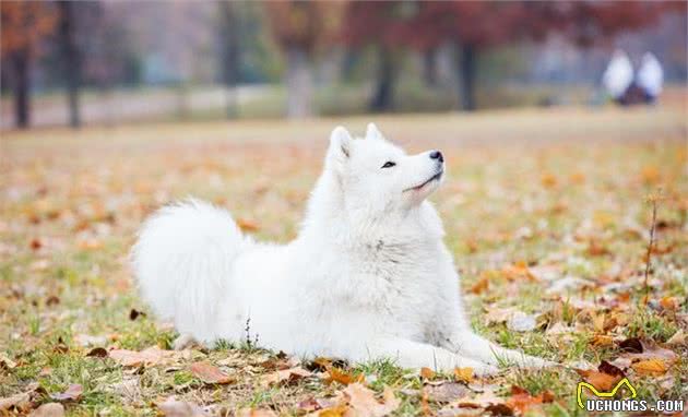 由幼犬粮转为成犬粮，是狗必经的换粮之路，但这些常见问题要注意