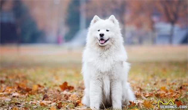 由幼犬粮转为成犬粮，是狗必经的换粮之路，但这些常见问题要注意