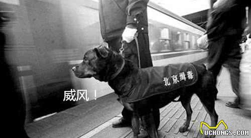 狗狗的鼻子有多厉害，简直堪比行走的检测仪
