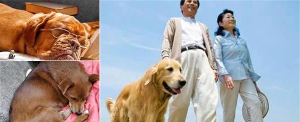 老年狗狗在临死前，会有这几个“异常表现”