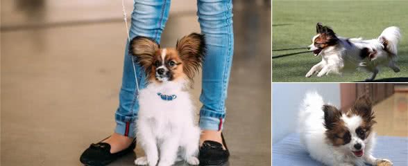 蝴蝶犬在说“喜欢你”的5种表现