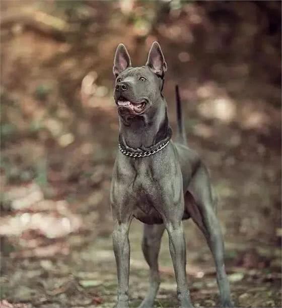 今天，我要告发这个犬种—泰皇脊背犬