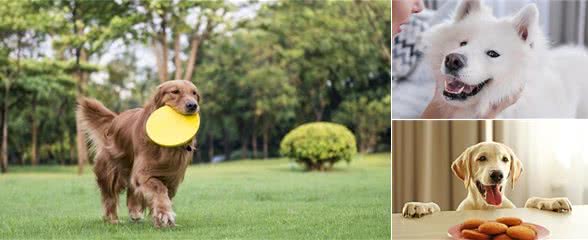 清点没有攻击性的5种狗狗，萨摩耶犬在内，二哈也能上榜？