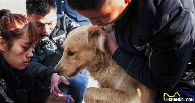 狗是人类的朋友，因为它能帮助人类，但宠物犬能工作犬相比吗？