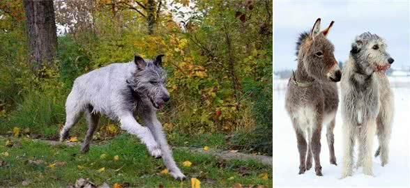 行走的龙卷风，爱尔兰猎狼犬