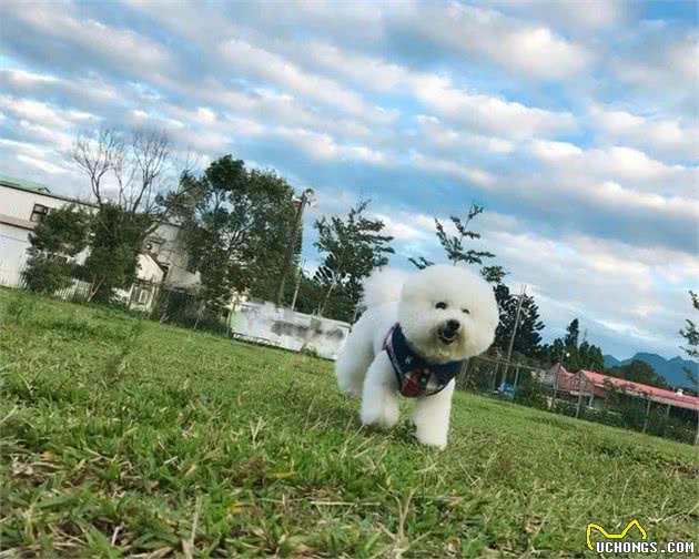 狗狗大全：狗狗为什么会一直打喷嚏