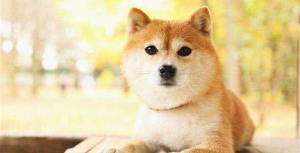 狗狗能活多少年？怎样可以让狗狗活的更长寿？
