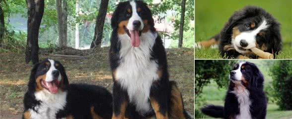 解读“伯恩山犬”，山地中的王者，曾经替换了瑞士的拉货车