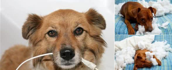 家中宠物老是啃咬家具怎么办？四种方法教你如何让宠物远离家具