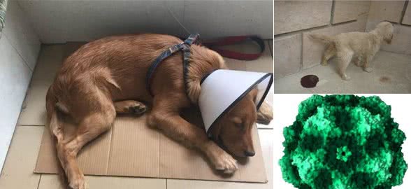 犬的第二大传染病—犬细小病毒及其预防诊断及治疗