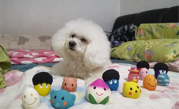 狗狗补钙请「做好功课」，别让你的无知害了它！