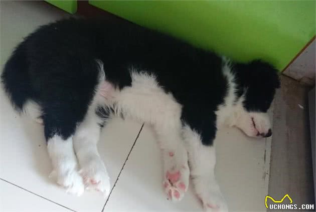 狗狗什么样的睡姿睡得最舒适？原来狗狗的睡姿，还有这么多说头