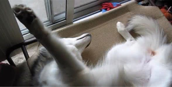 狗狗什么样的睡姿睡得最舒适？原来狗狗的睡姿，还有这么多说头