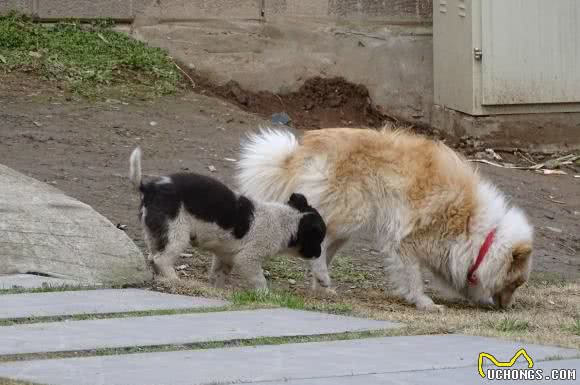 土狗获得国际比赛冠军，但还是做不了警犬！看完这篇文章让您泪目