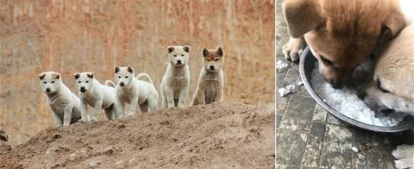 土狗获得国际比赛冠军，但还是做不了警犬！看完这篇文章让您泪目