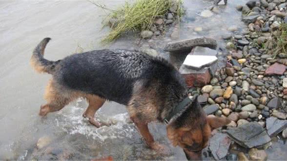 养狗这三个常识你都知道吗？能够少走些弯路！