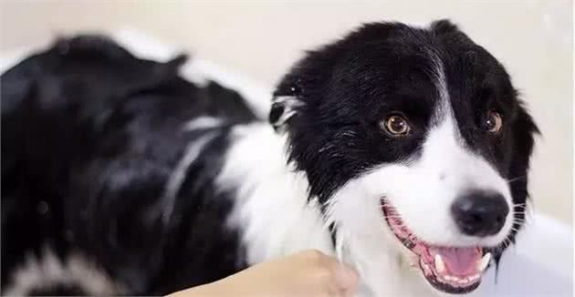 宠物犬美容实用小技巧