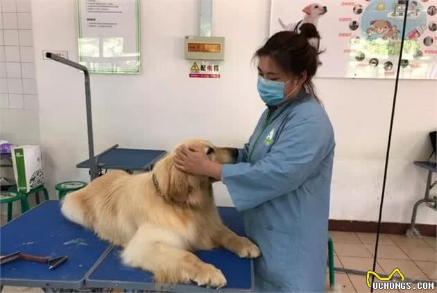 宠物犬美容实用小技巧