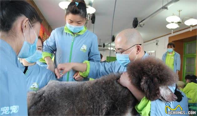 宠物犬美容实用小技巧