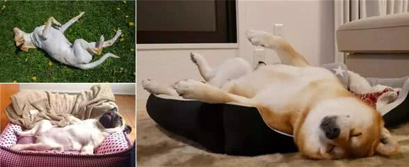 狗狗睡觉为什么会肚皮朝天？原来狗狗睡姿中隐藏了这些秘密