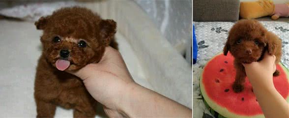 教你慧眼判定泰迪犬—选出你心目中的优质宠物狗