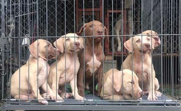 今天来说一说打架十分厉害的烈性犬比特犬，真的没有疼痛神经？