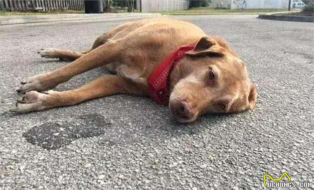 狗狗老是抖动身体，是觉得哪里不舒适吗？有同款狗狗吗？