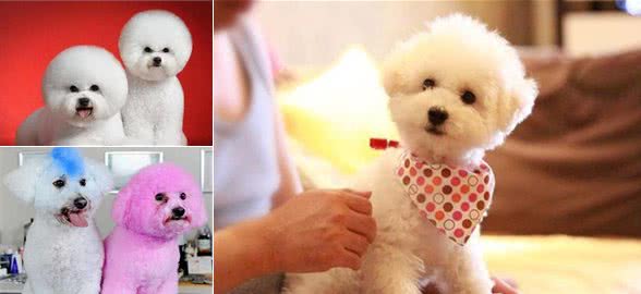 比熊犬的常见造型