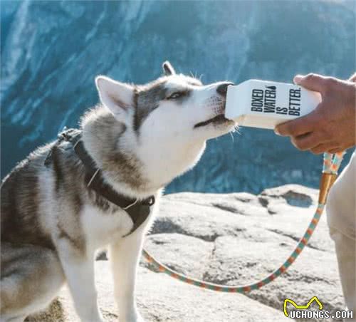 狗狗的毛发对犬来说是怎样的存在？随便修剪剃除有哪些危害