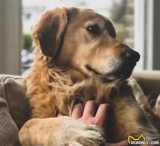 狗狗的毛发对犬来说是怎样的存在？随便修剪剃除有哪些危害