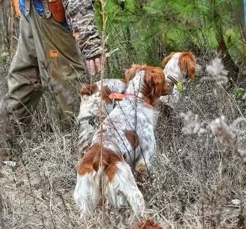 美国人认为，比特犬不入流，它才是第一猛犬，一种羊头狗身的猎犬