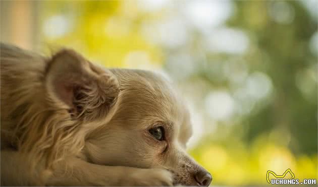 心脏病—老年犬健康杀手