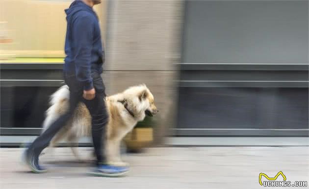 西班牙封城，遛狗才能出门？5种关于狗狗的表达