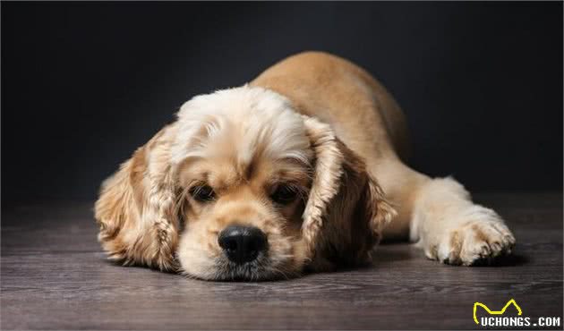 其实宠物都是需要陪同的，老年犬最后的孤独，狗生最大的遗憾