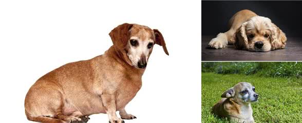 其实宠物都是需要陪同的，老年犬最后的孤独，狗生最大的遗憾