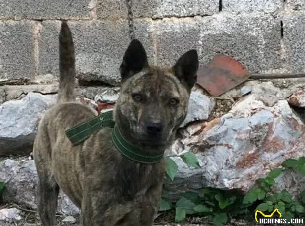 中国的狗子也分南北，东北大狼犬，南方原生猛犬，看家护院谁更牛